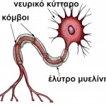 νευρικό κύτταρο