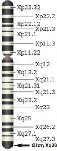 Θέση Xq28 του μακρού σκέλους του χρωματοσώματος Χ